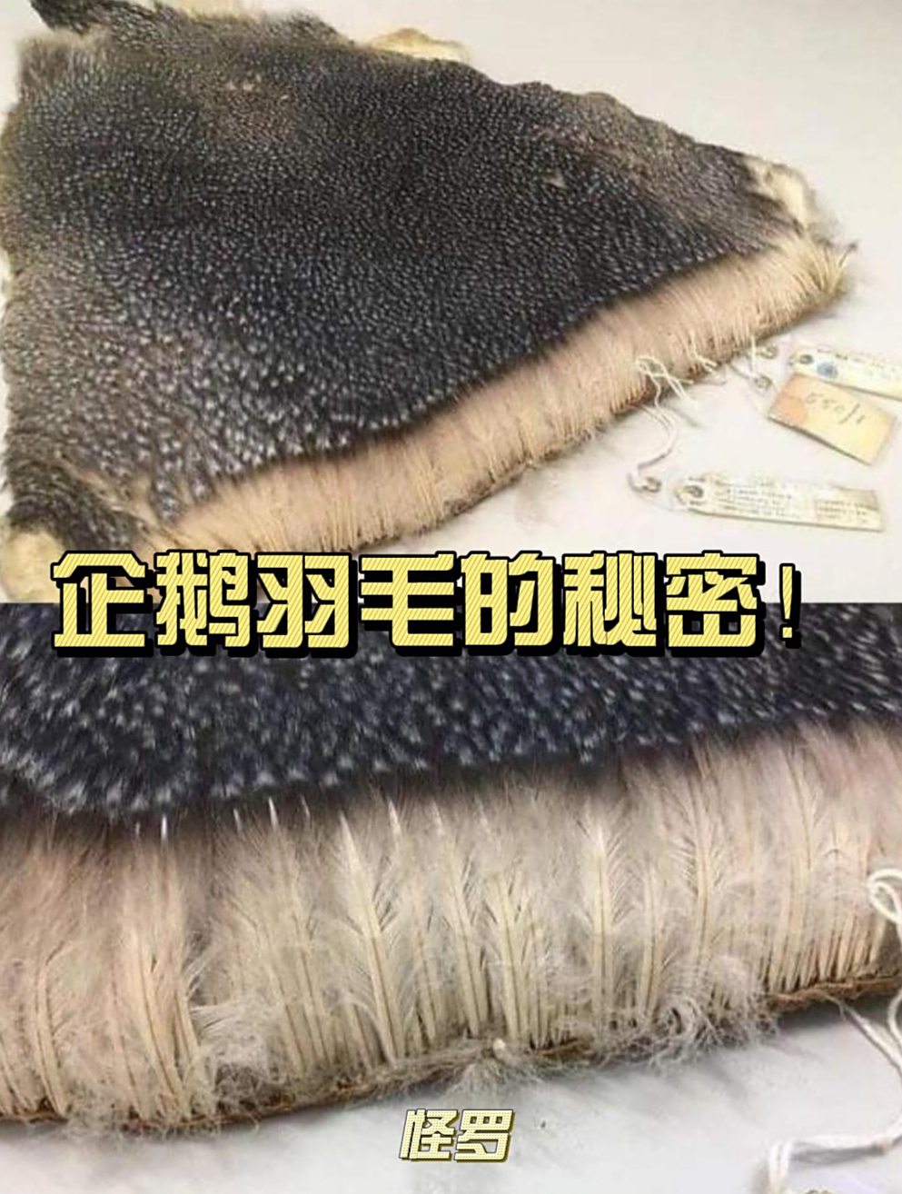 企鹅羽毛的秘密:它们如何在南极寒冷世界下水捕鱼,难道不冷吗?