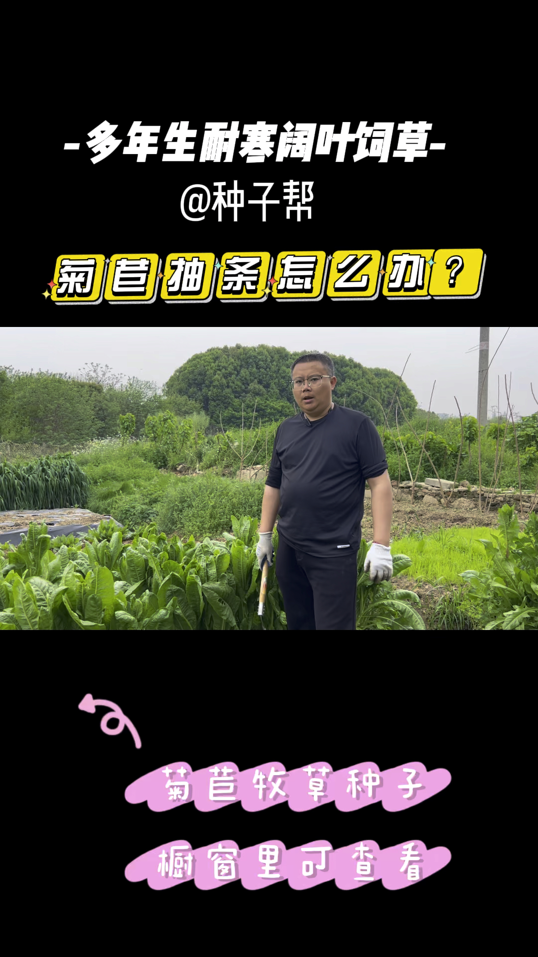 菊苣抽条是什么原因?该怎么收割管理产量更高?
