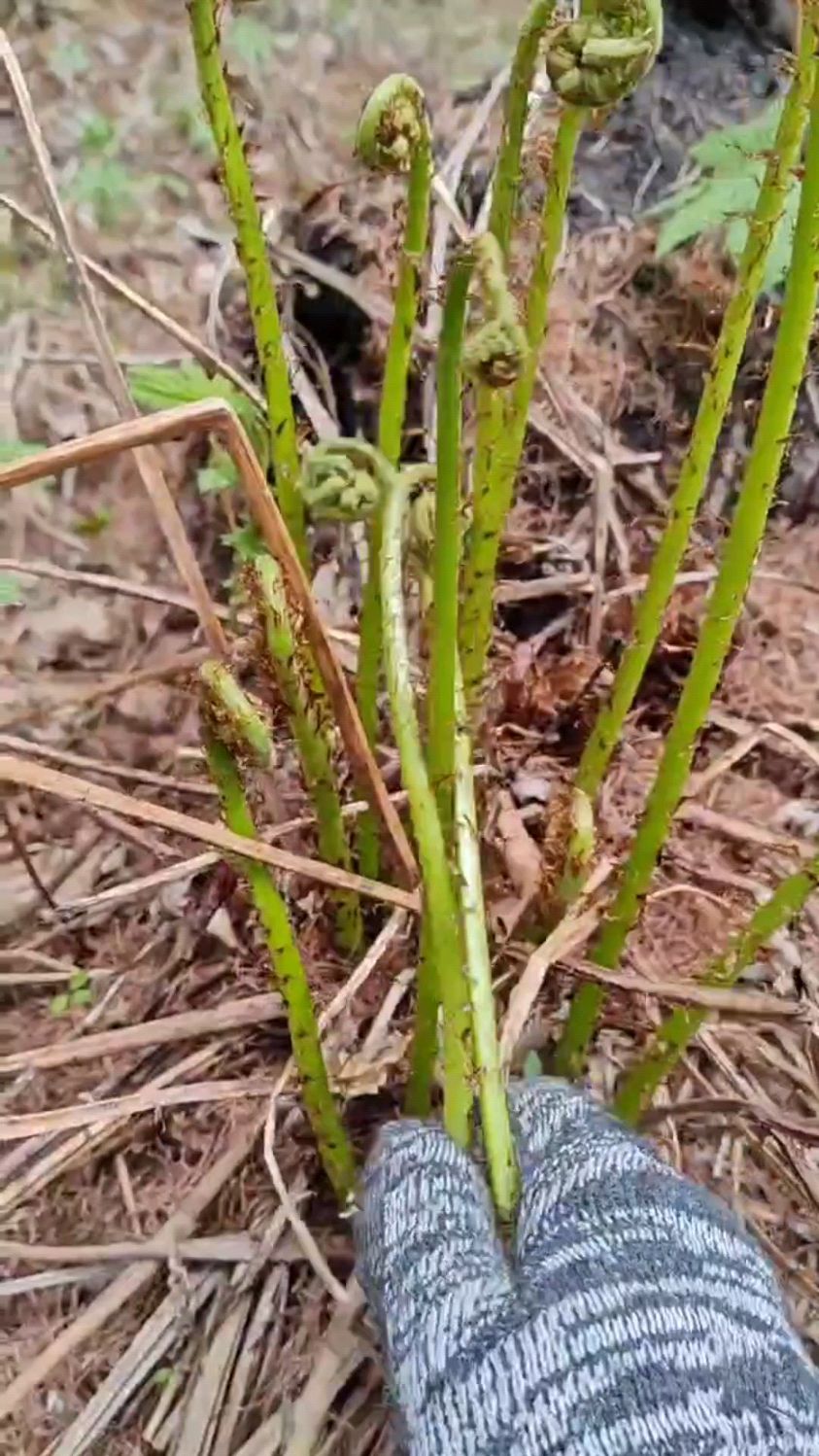 东北小兴安岭采野生猴腿菜下山啦,凉拌炒着吃包饺子老好吃了