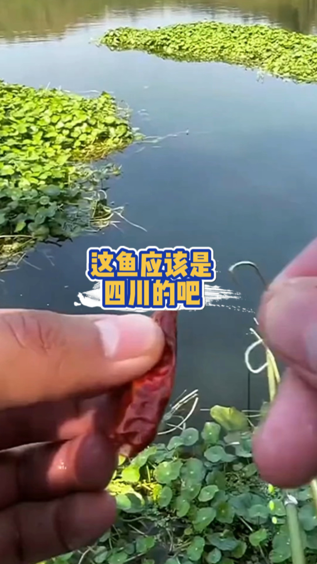 强者从不抱怨环境,这应该是四川本地鱼吧!