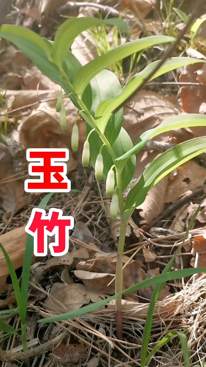常见药材——玉竹
