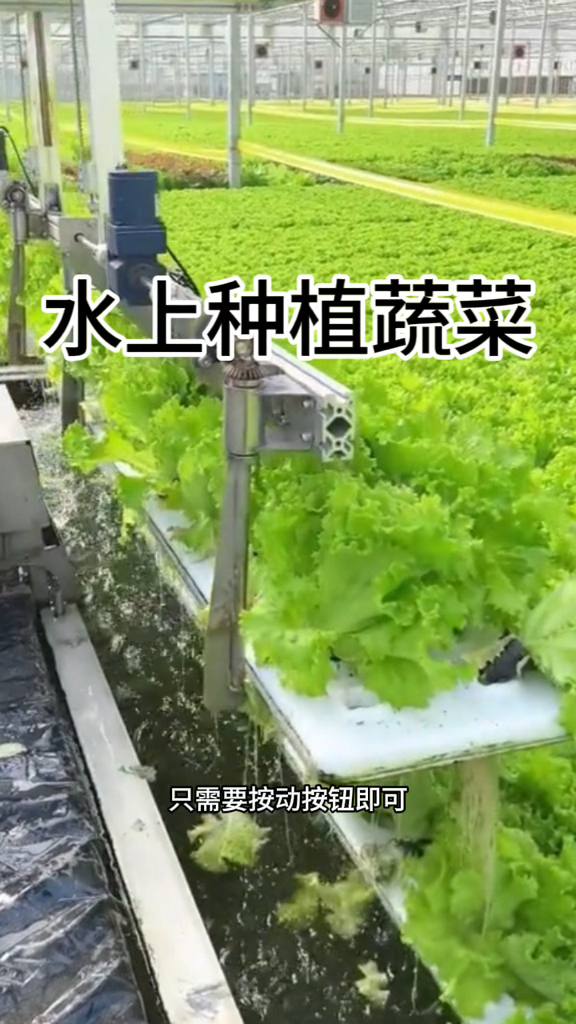水上种植蔬菜,机器完成