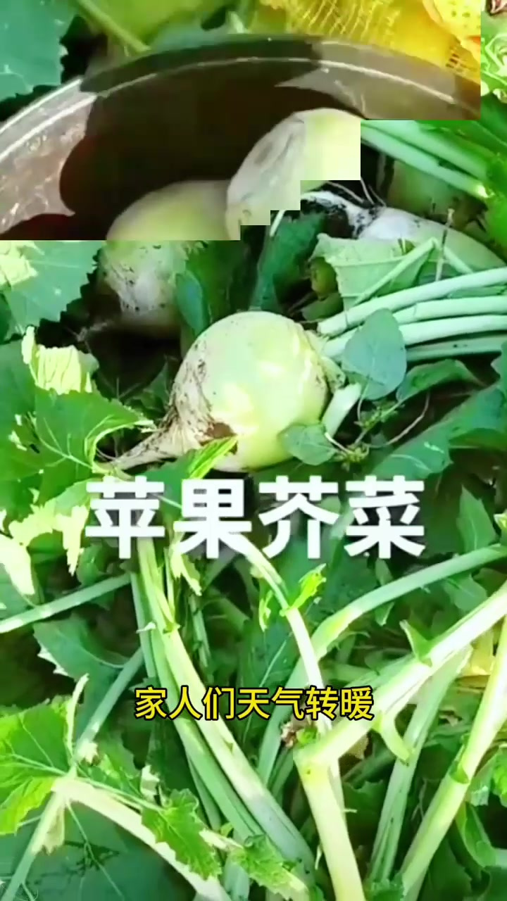 苹果芥菜种子特大