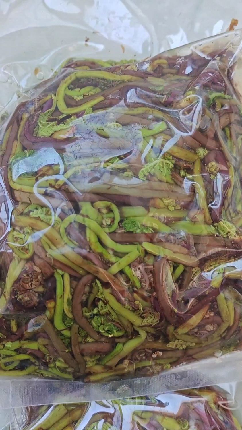 东北小兴安岭采摘野生猴腿菜,包饺子凉拌炒肉嘎嘎香,想吃你就来