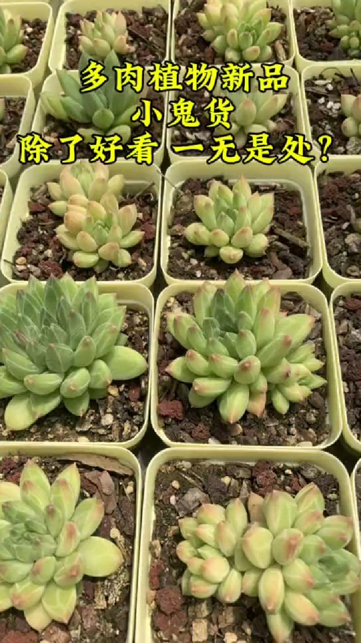 多肉植物新品种 小贵货 除了好看一无是处