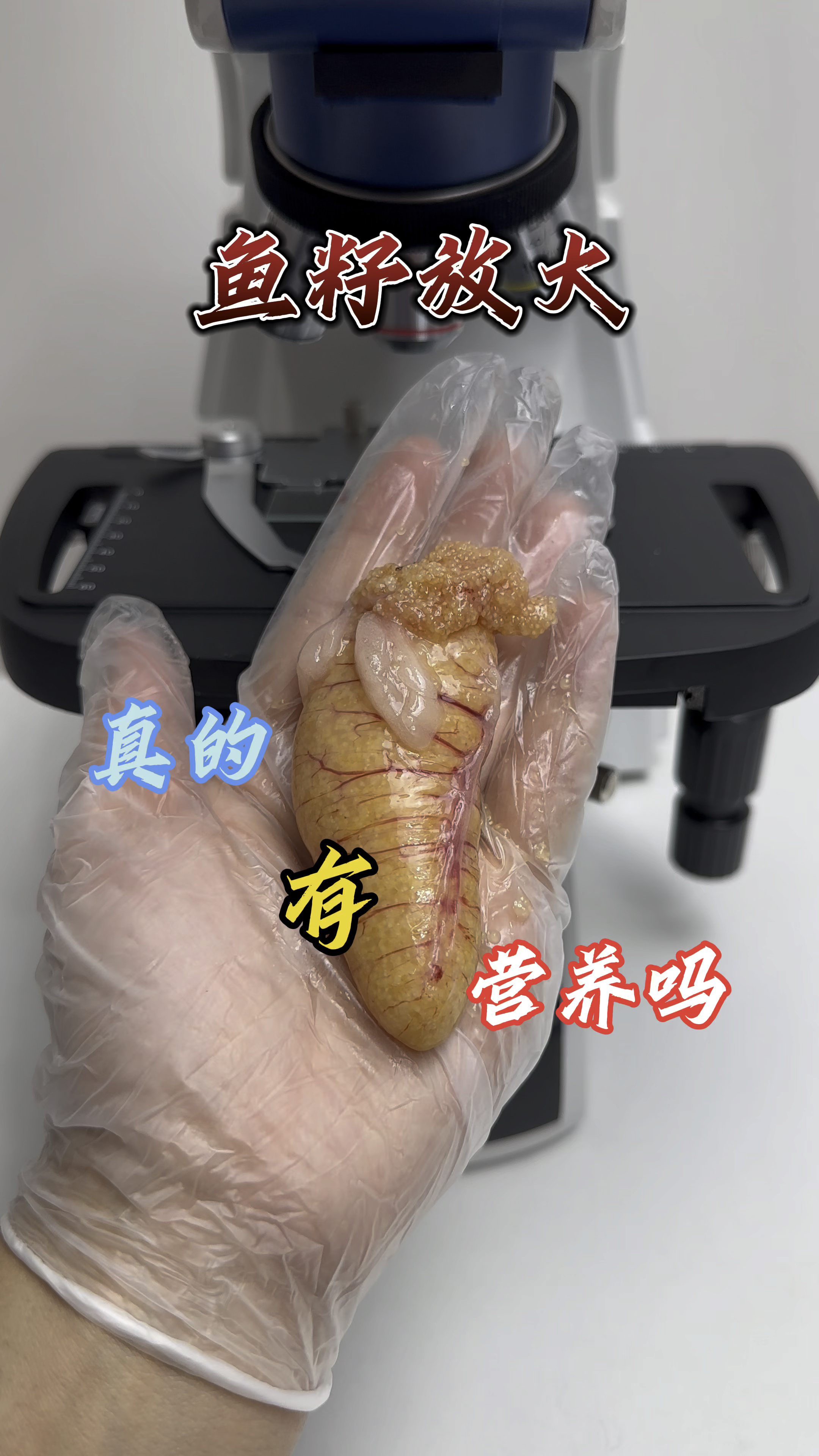 鱼籽真的有营养吗?妈妈总说吃鱼籽会不识数!!