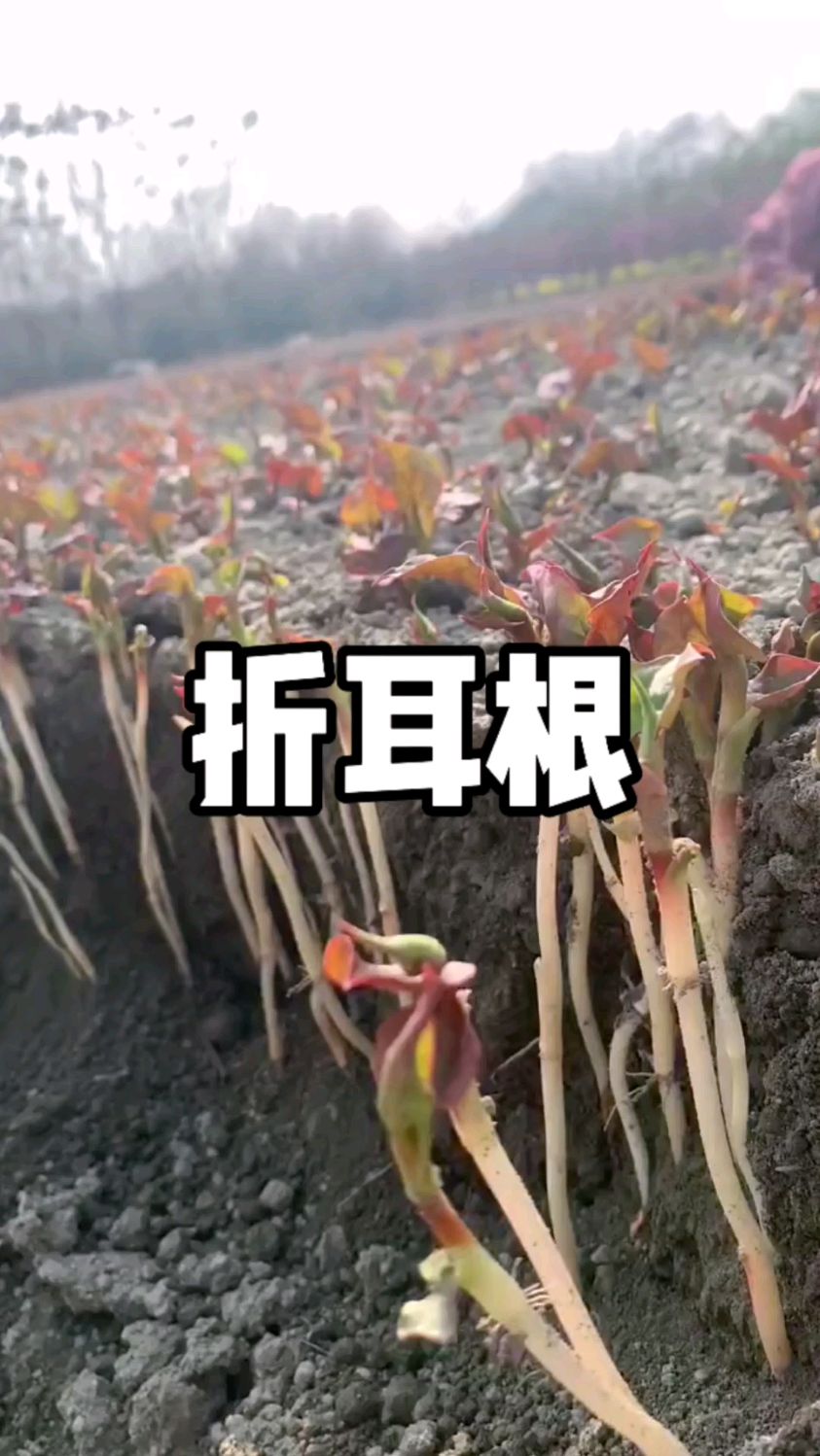 给大家看看鲜嫩的折耳根