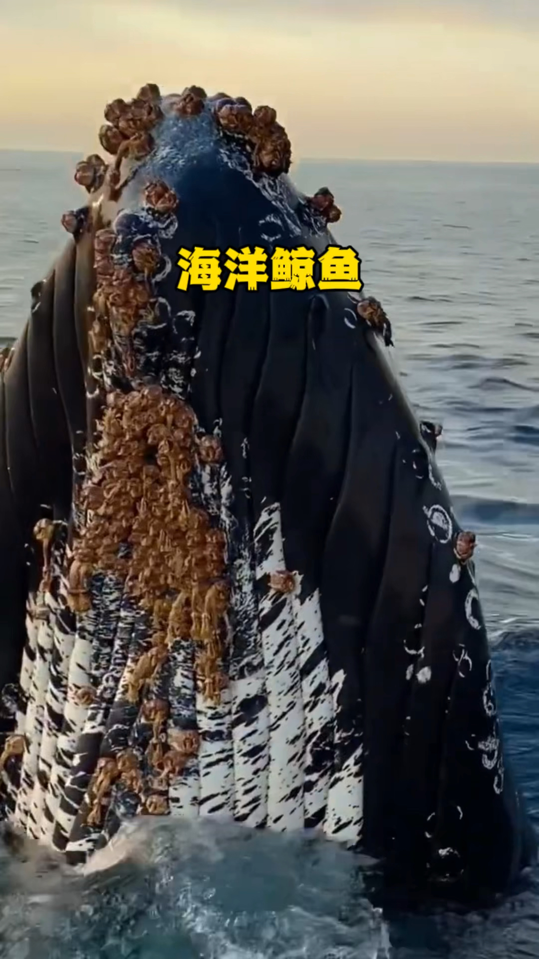 海洋巨型鲸鱼,座头鲸和巨型蓝鲸,体型十分巨大,能达到一百多吨