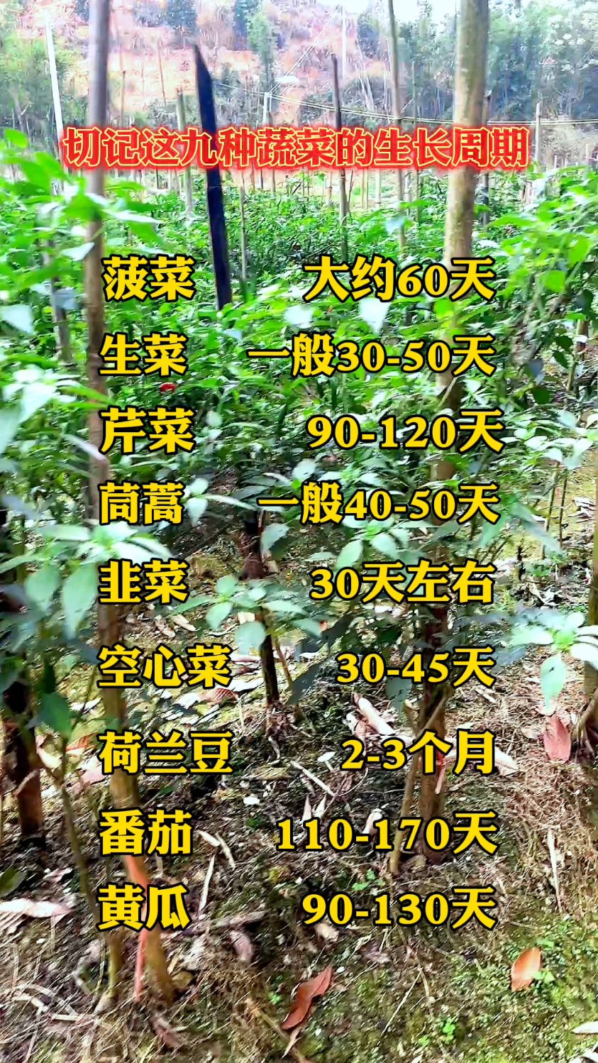 九种常见蔬菜生长周期表