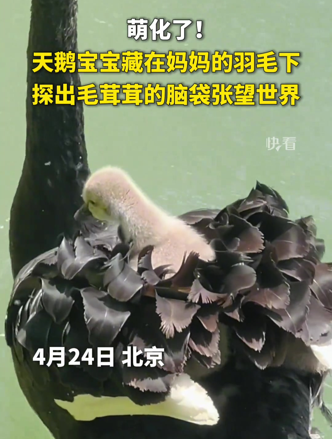 萌化了!天鹅宝宝藏在妈妈的羽毛下,探出毛茸茸的脑袋张望世界