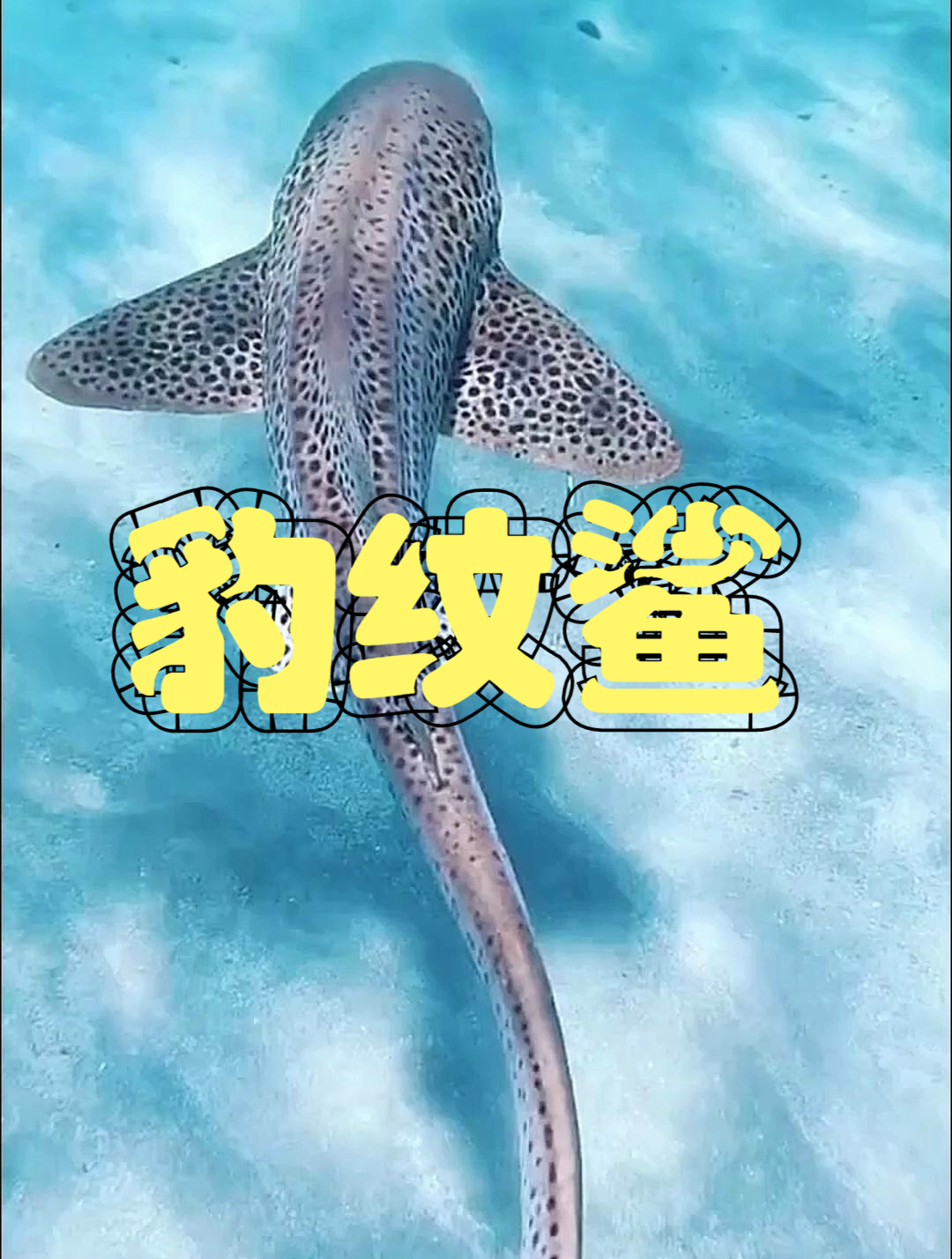 全身长满斑点的鲨鱼——豹纹鲨