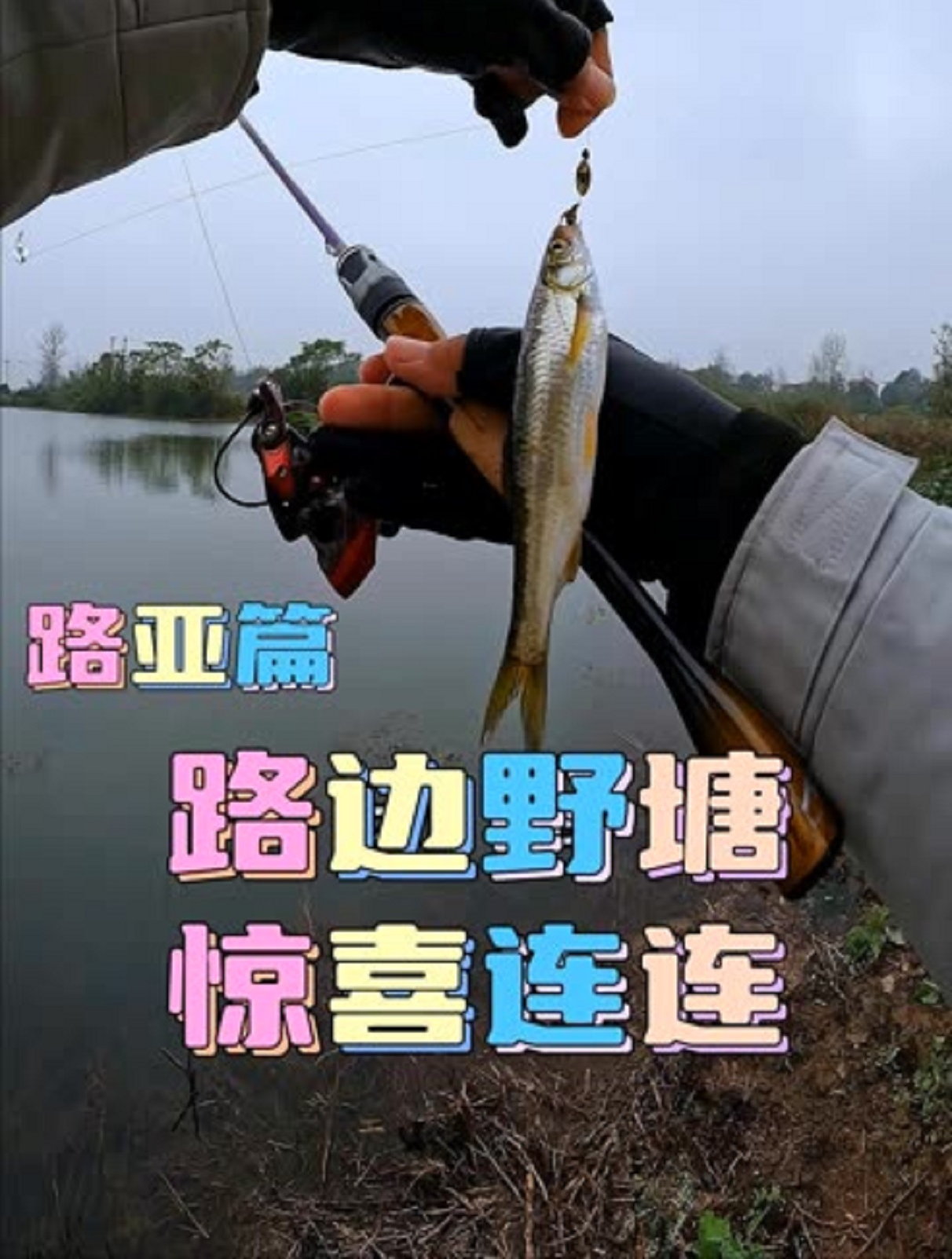 路边不起眼的野塘,用路亚能钓到什么鱼