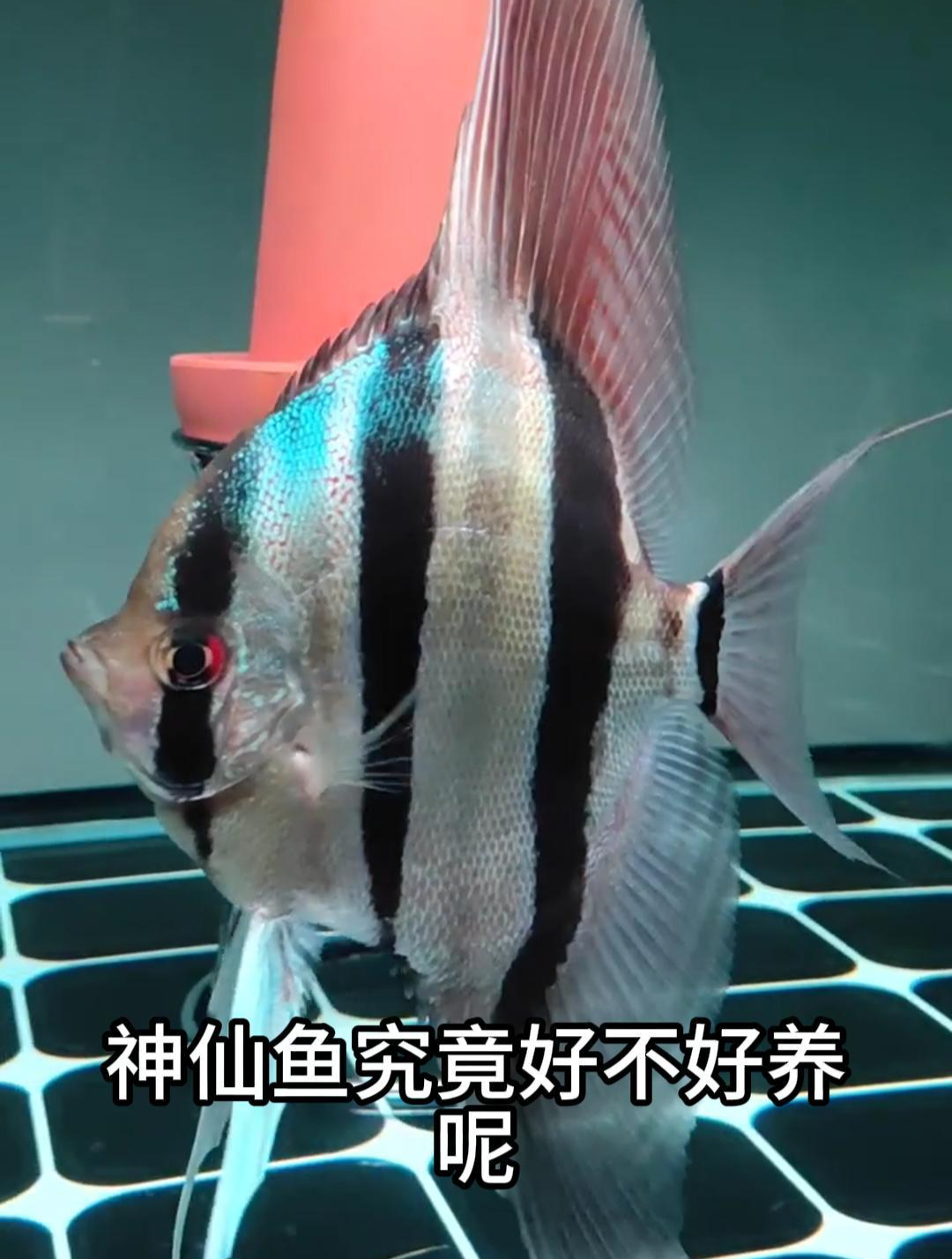 如果有想养鱼的鱼友们,可以考虑一下神仙鱼,好养又好看!