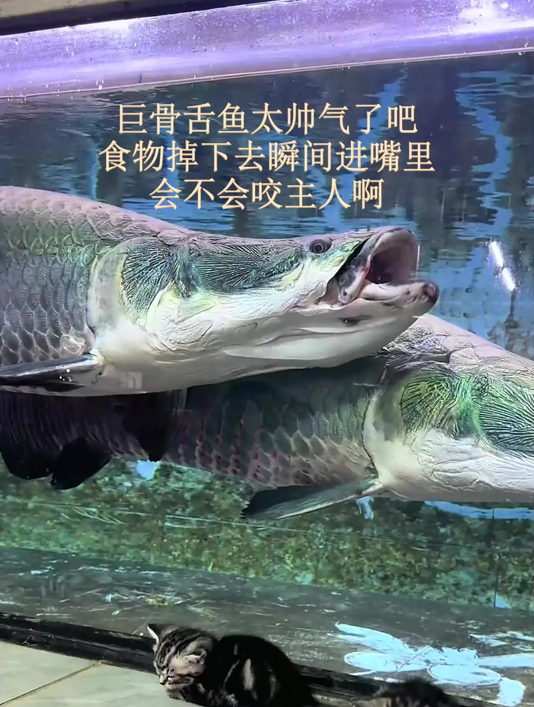 巨骨舌鱼太帅气了吧,食物掉下去瞬间进嘴里,会不会咬主人啊
