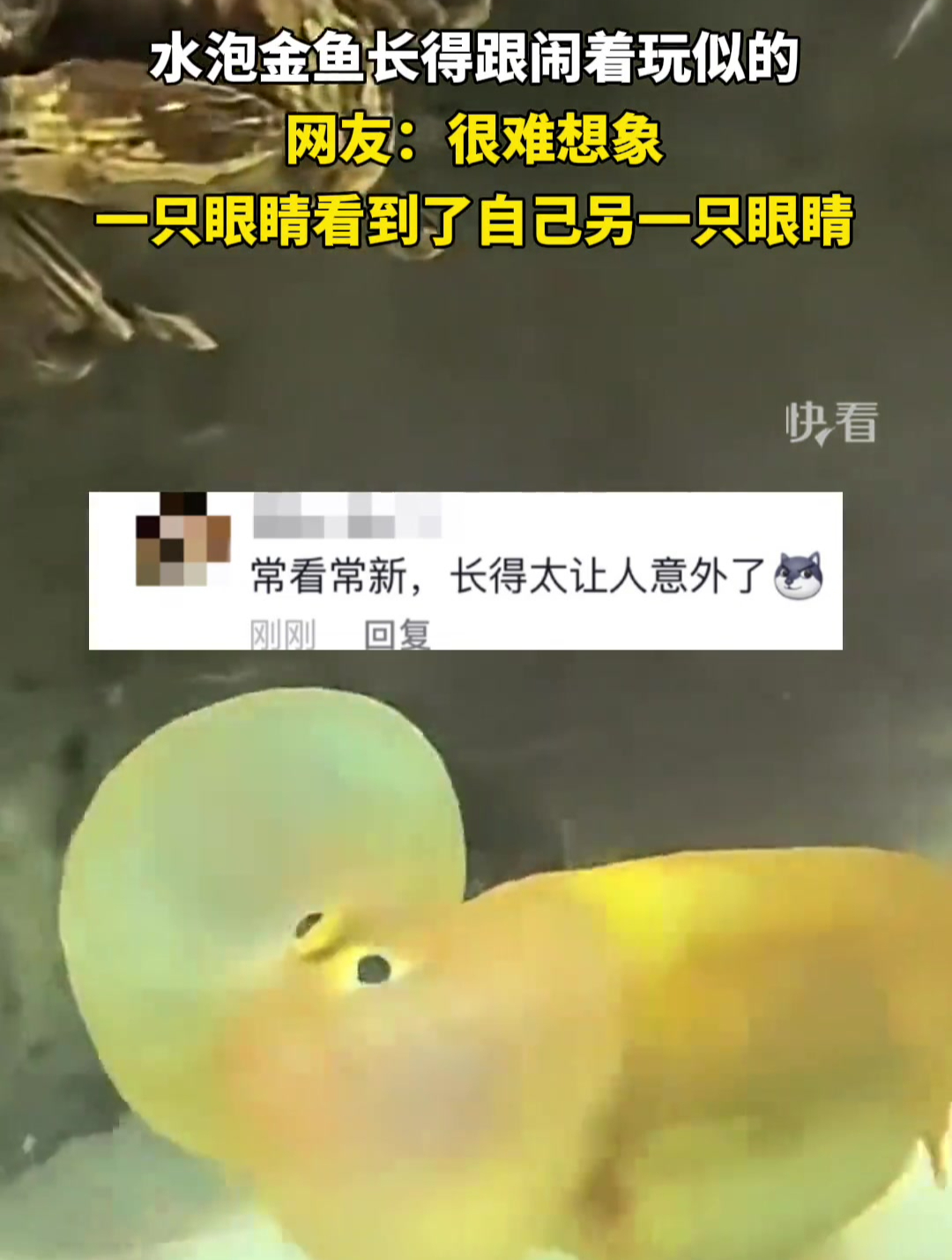 水泡金鱼长得跟闹着玩似的,网友:很难想象,一只眼睛看到了自己另一只眼睛