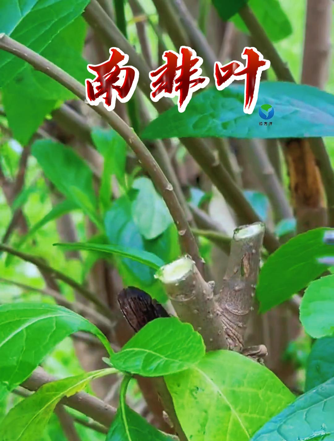 南非叶也叫苦茶叶在尼日利亚等地被当作一种蔬菜
