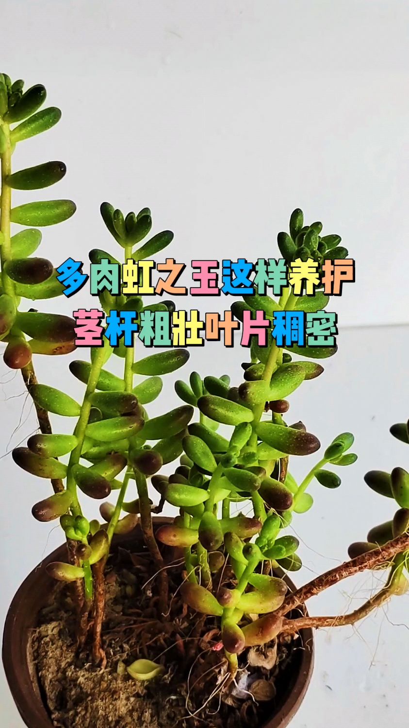 多肉虹之玉这样养护,茎杆粗壮叶片稠密