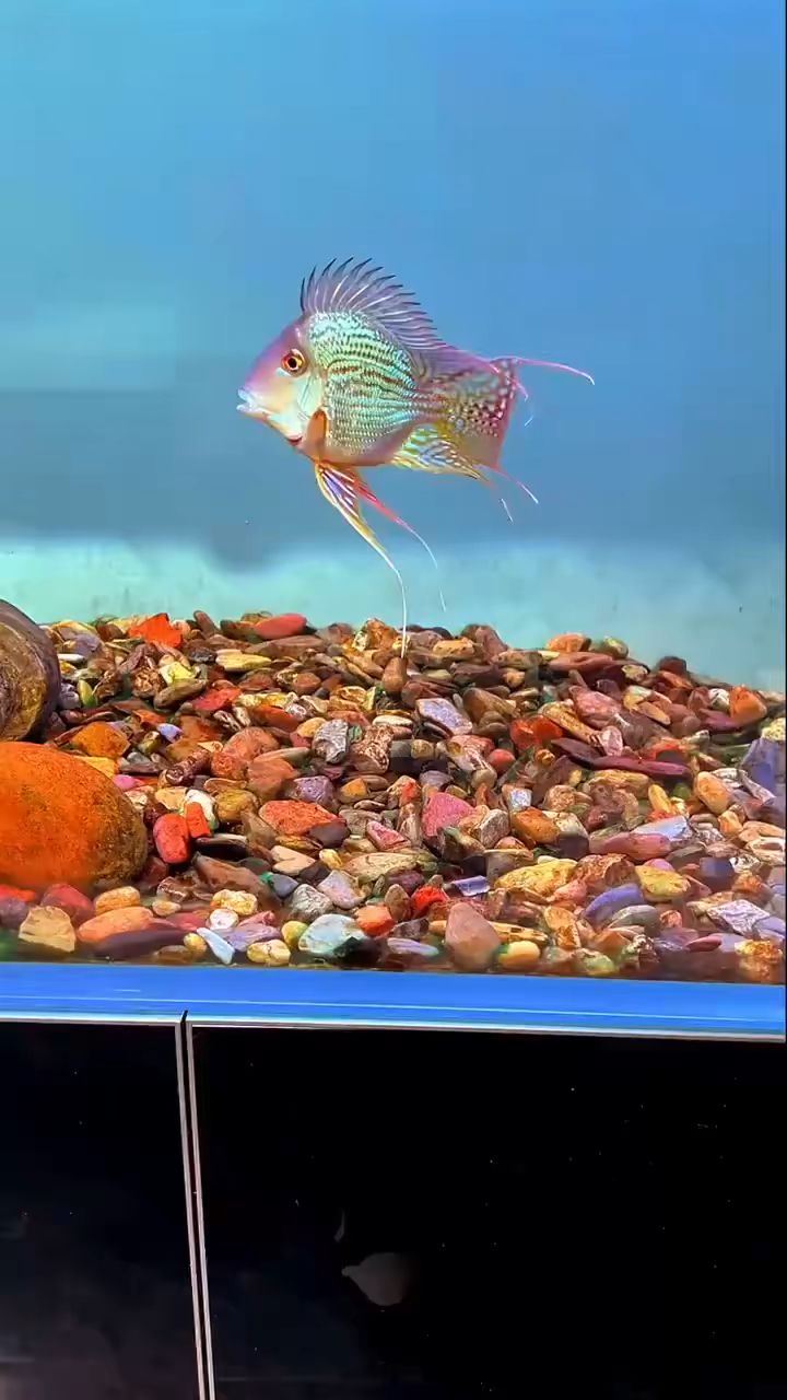 元宝凤凰. 12-14cm