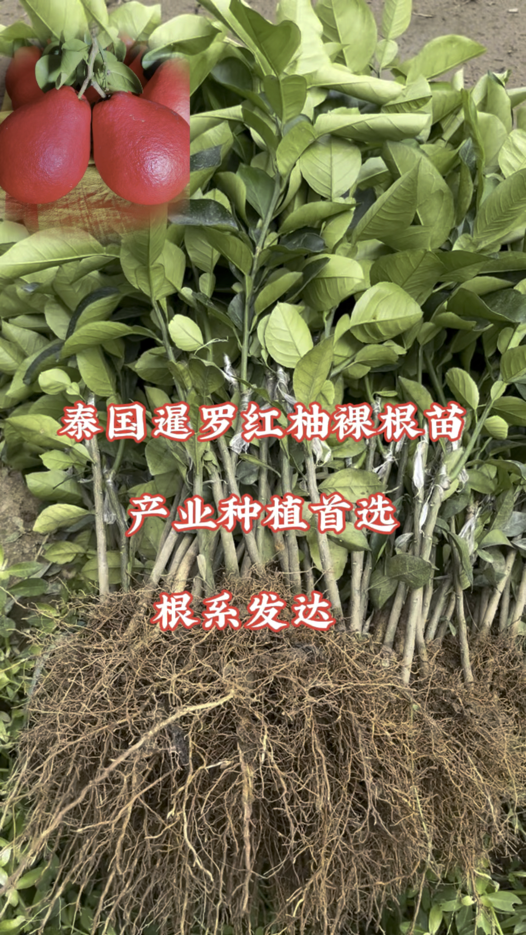 价格堪比榴莲的红柚子,中国本地也能种出的品种,暹罗红柚裸根苗