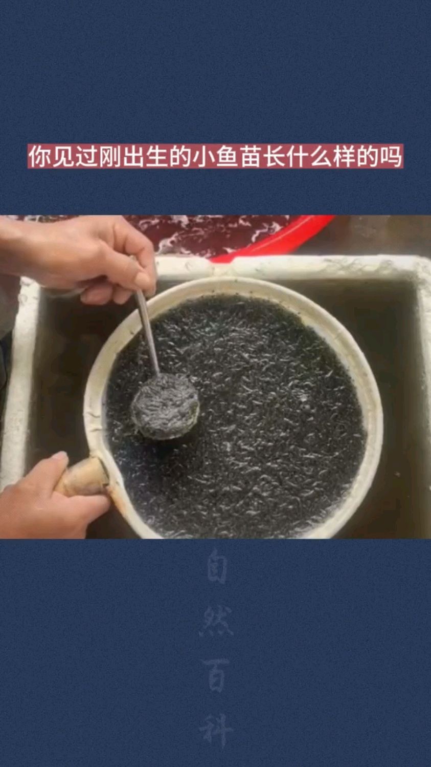 你见过刚出生的小鱼苗长什么样的吗