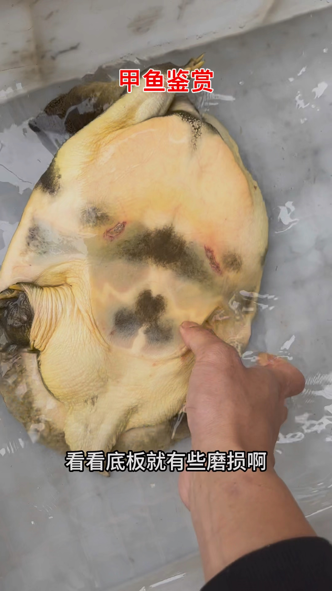 野生甲鱼打分品鉴!