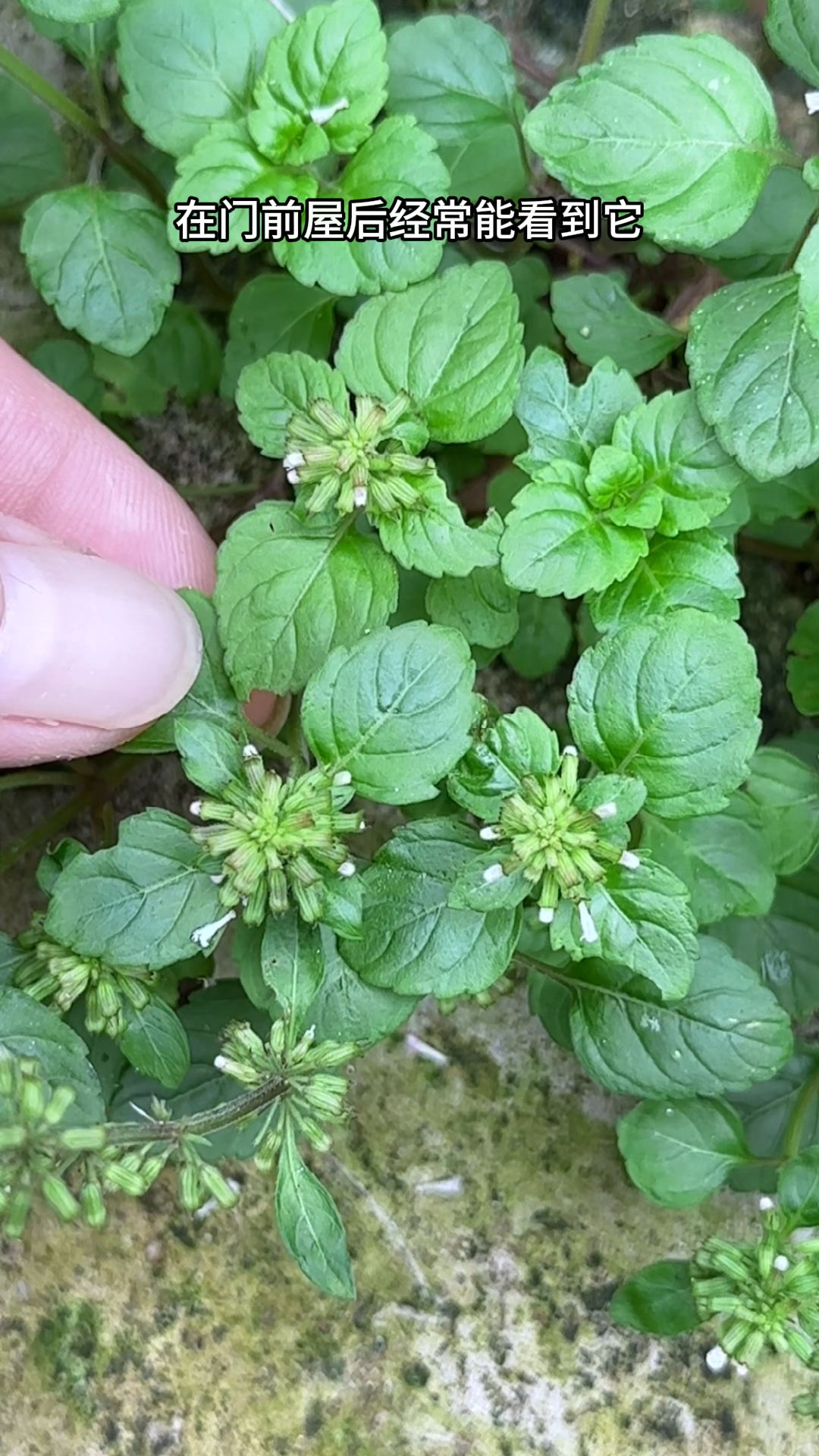 这种植物就是风轮菜,它长得矮小,农村人在门前屋后采摘它