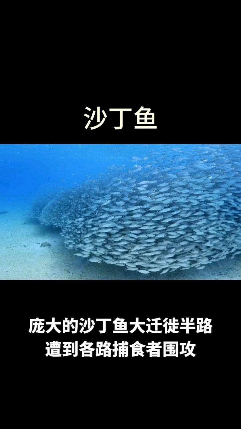 大迁徒的沙丁鱼非常庞大