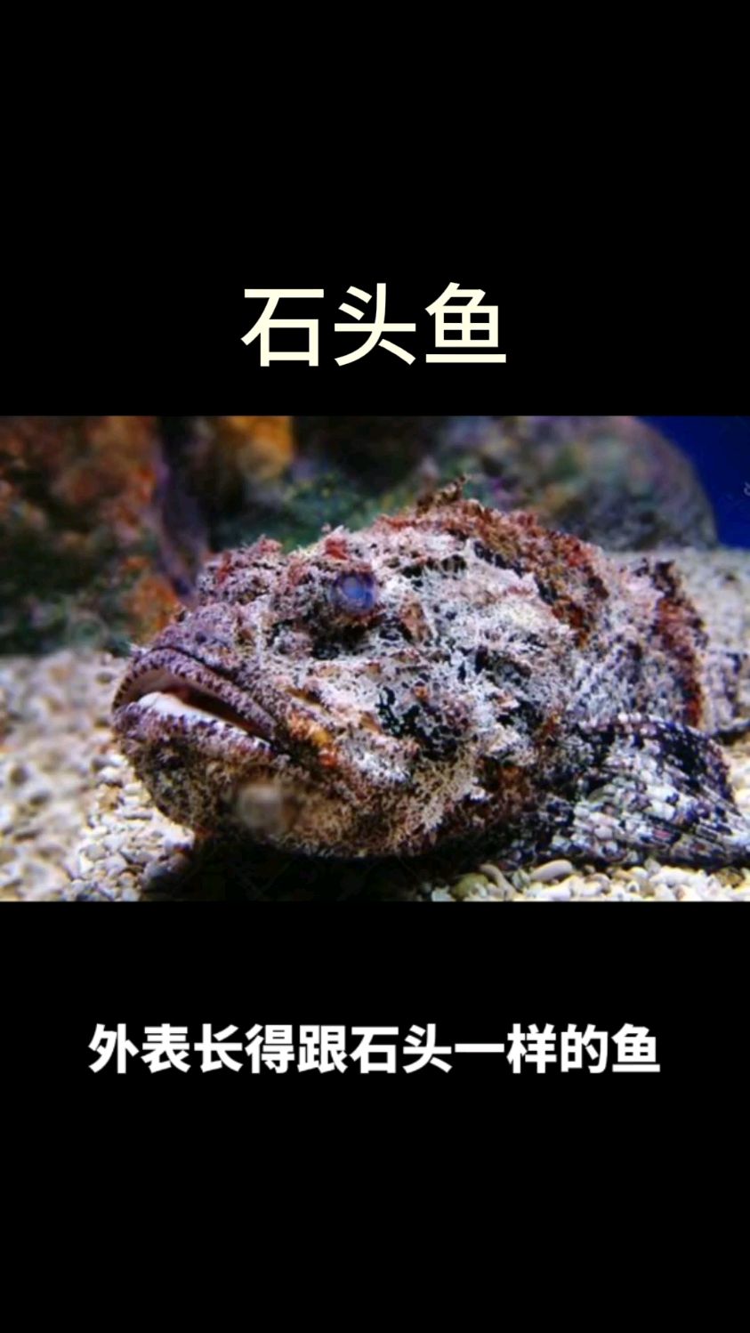 外表长的好像石头一样的鱼“石头鱼”