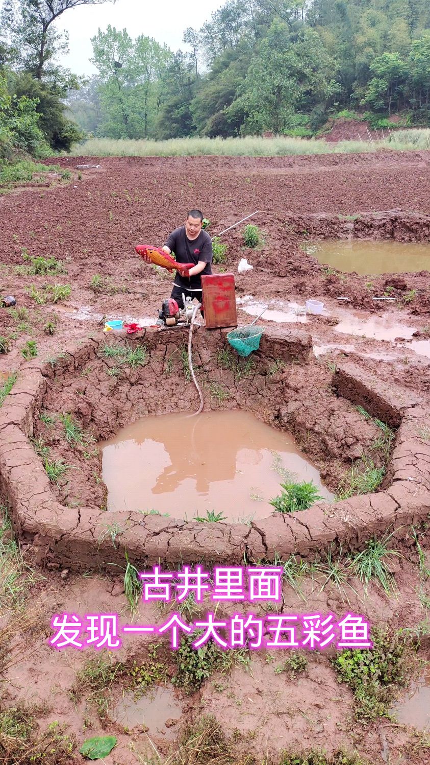 古井里面发现五彩鱼