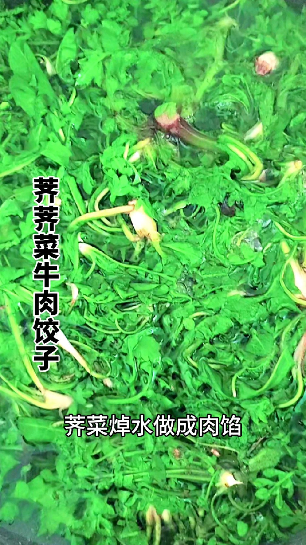 劳动节游玩,挖点野莱,吃无公害的牛肉饺子,给人以味觉的享受!
