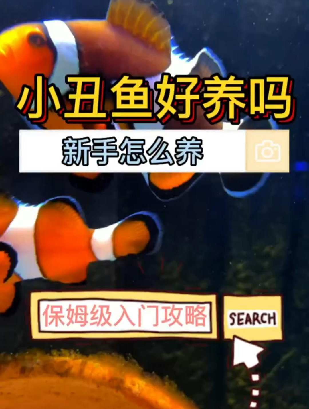 小丑鱼好养吗?新手如何饲养?