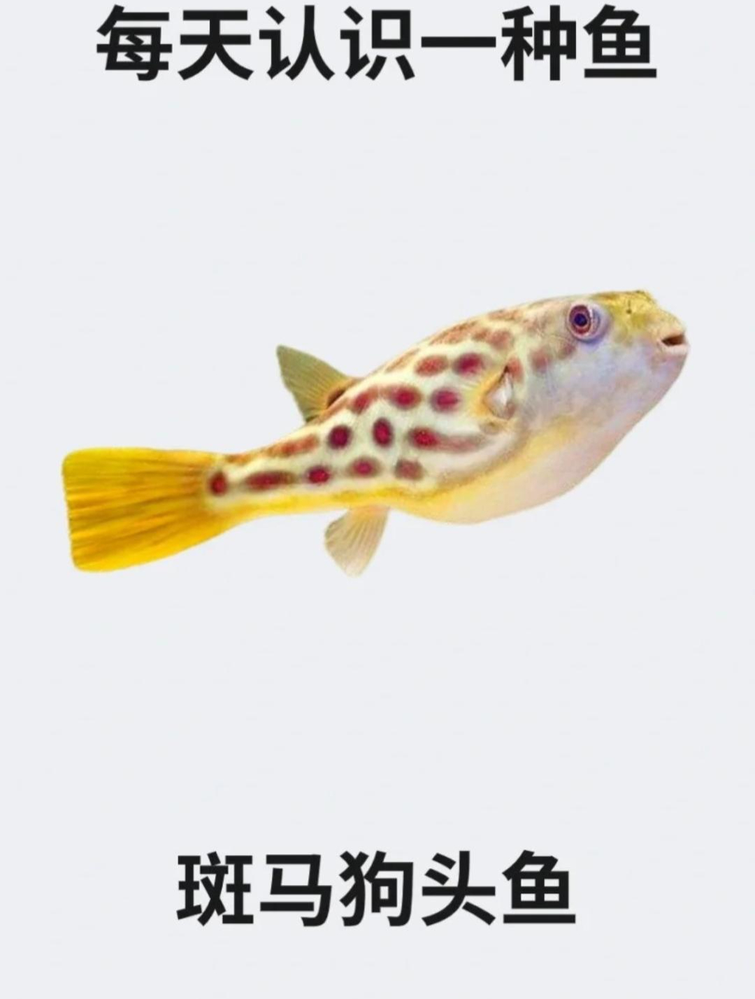 每天认识一种鱼之斑马狗头鱼