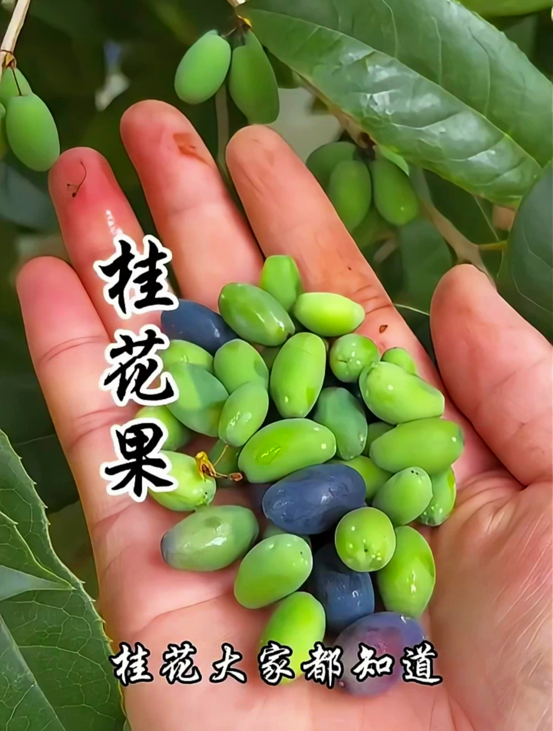 桂花开了,那迷人的香气你是否已经陶醉?但你见过桂花结的果子吗