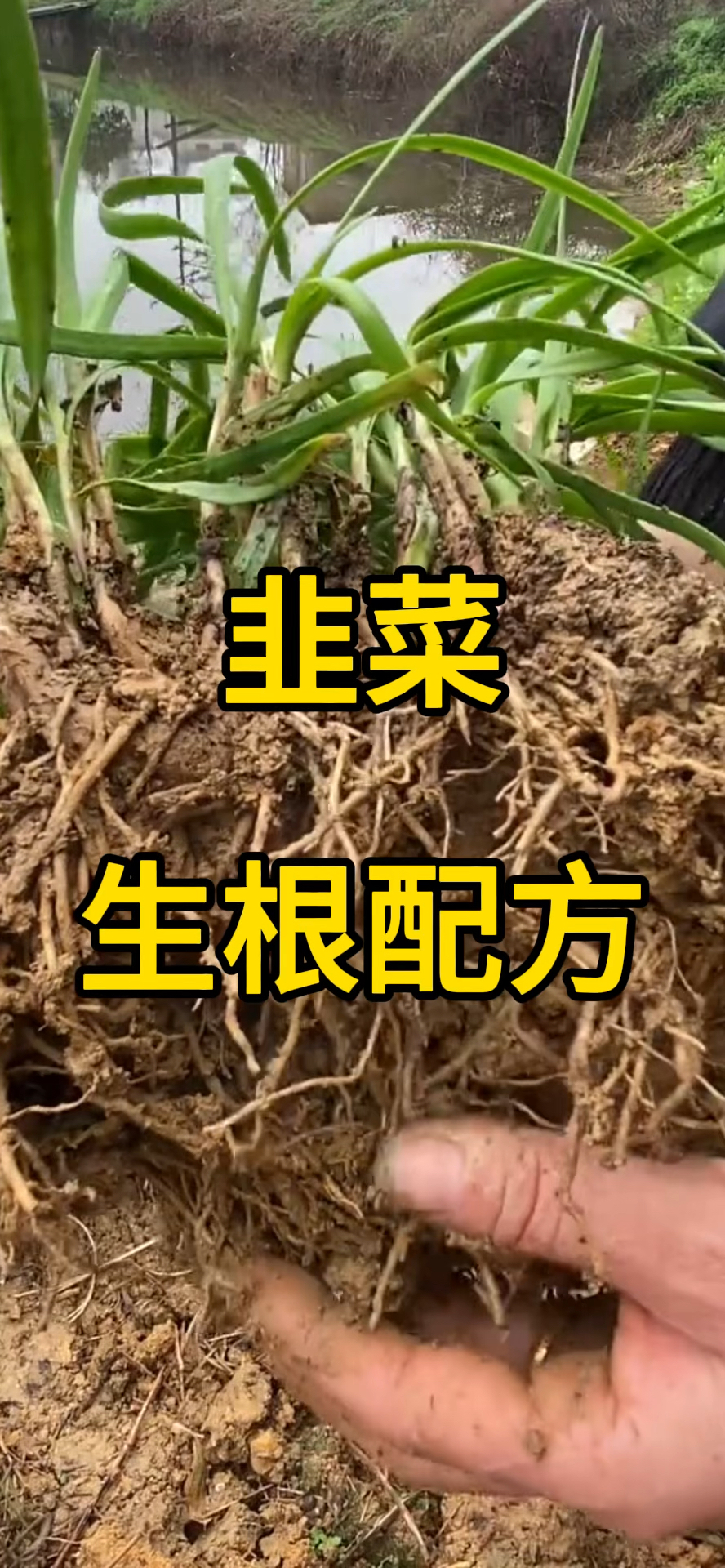 韭菜生根配方!!