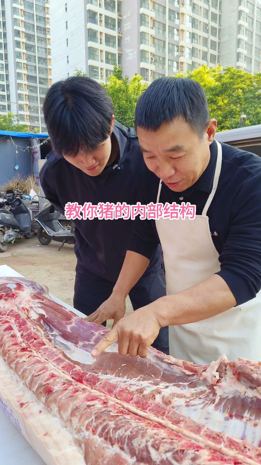 教你认识猪的内部构造