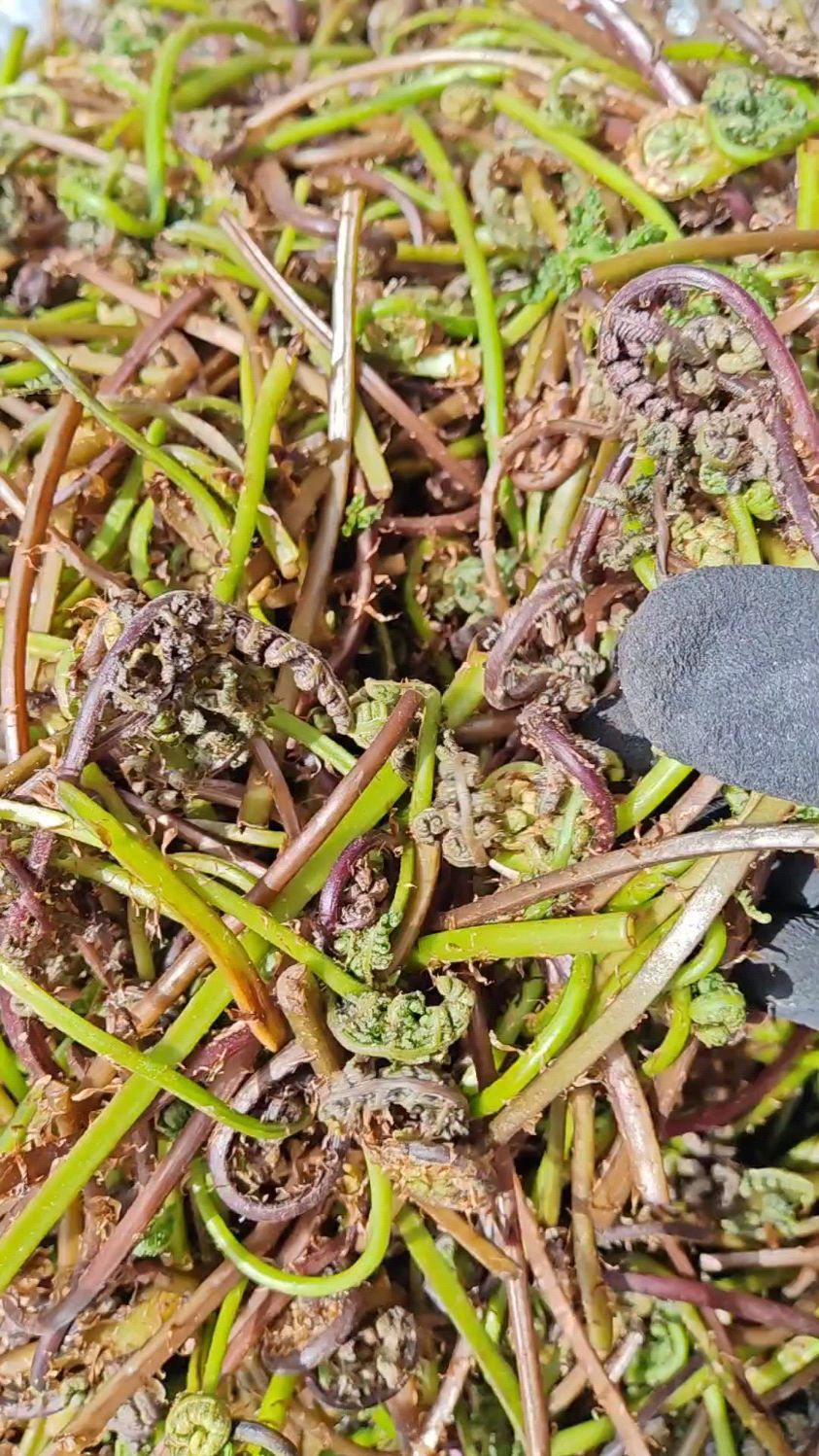 东北小兴安岭山野菜下山啦,猴腿菜炒着吃涮火锅包饺子凉拌老香啦