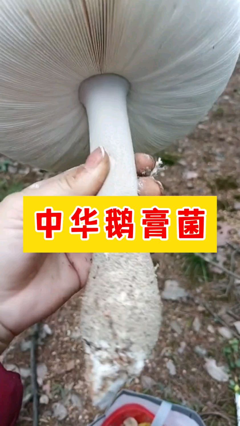 著名食用菌——中华鹅膏菌,俗称灰菌、香菌
