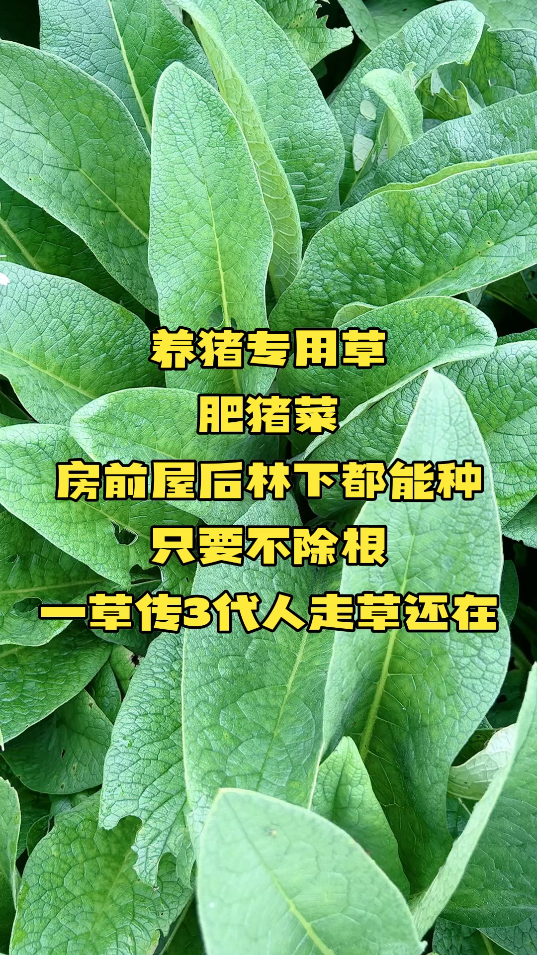 俄罗斯饲料菜,多年生只要不除根年年长