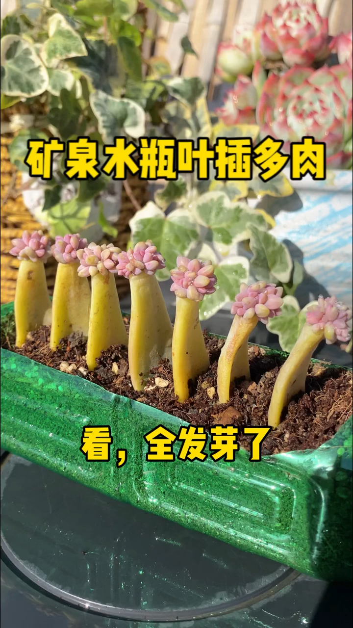 我的多肉植物在家里养护技巧