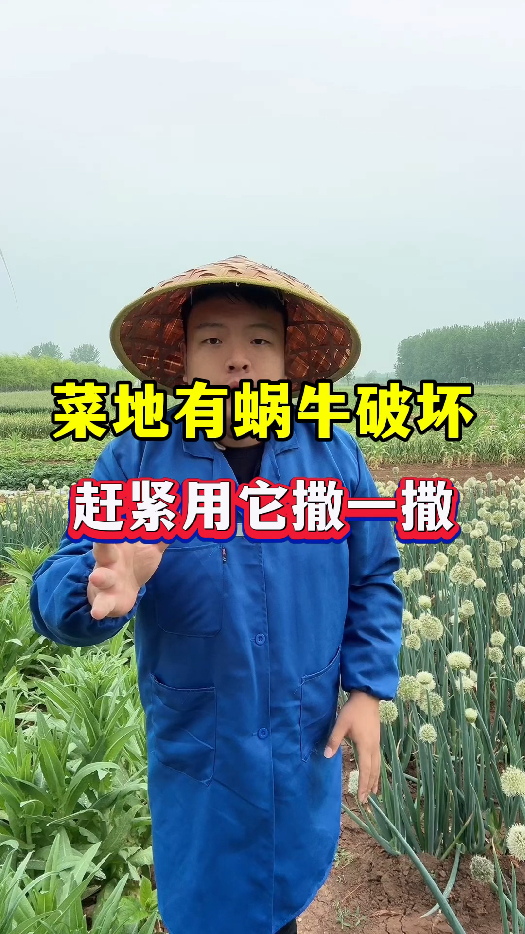 菜地里有蜗牛吃菜叶,赶紧用它撒一撒!