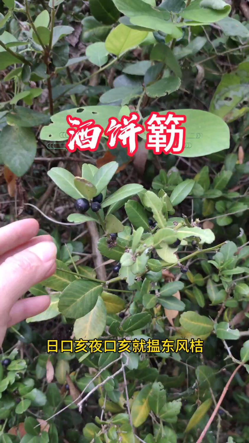 酒饼簕又名东风桔,这种植物以前随处可见,现在少之又少。