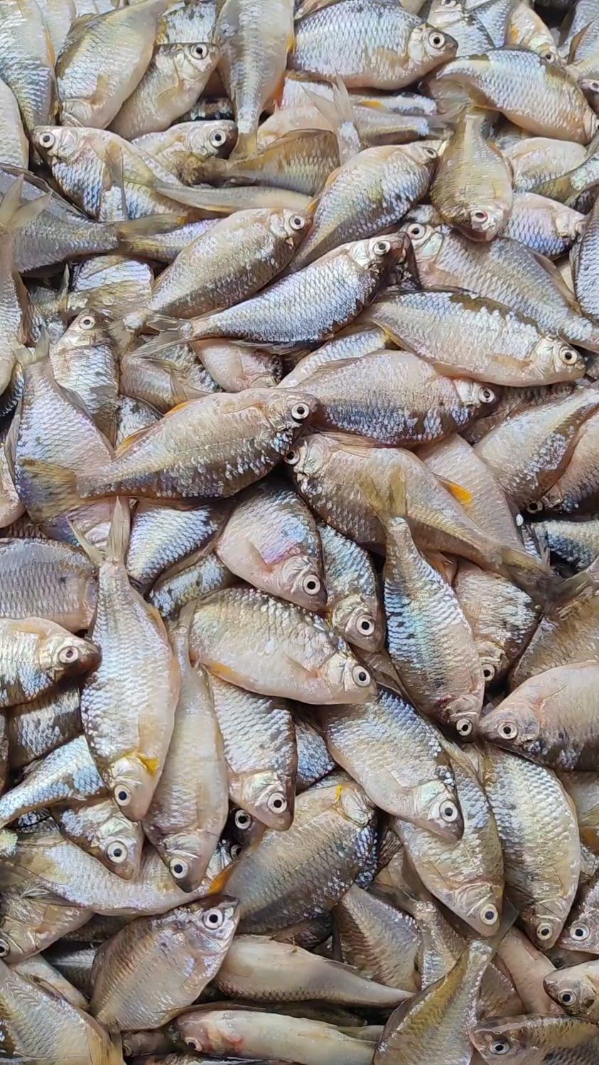 东北松花江葫芦籽鱼,嘎嘎新鲜,煎着吃炖着吃炸着吃老香啦