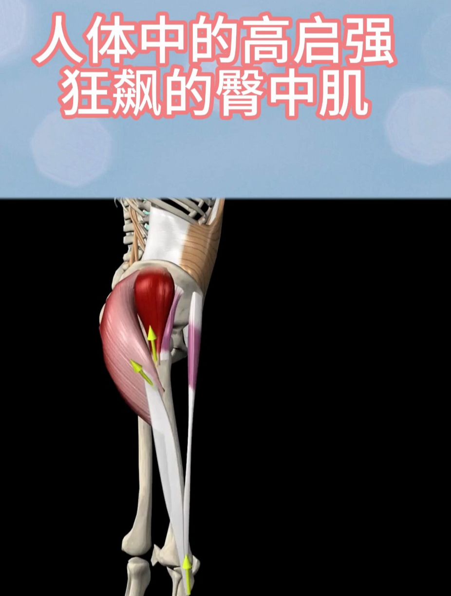 肌肉中的高启强,臀中肌