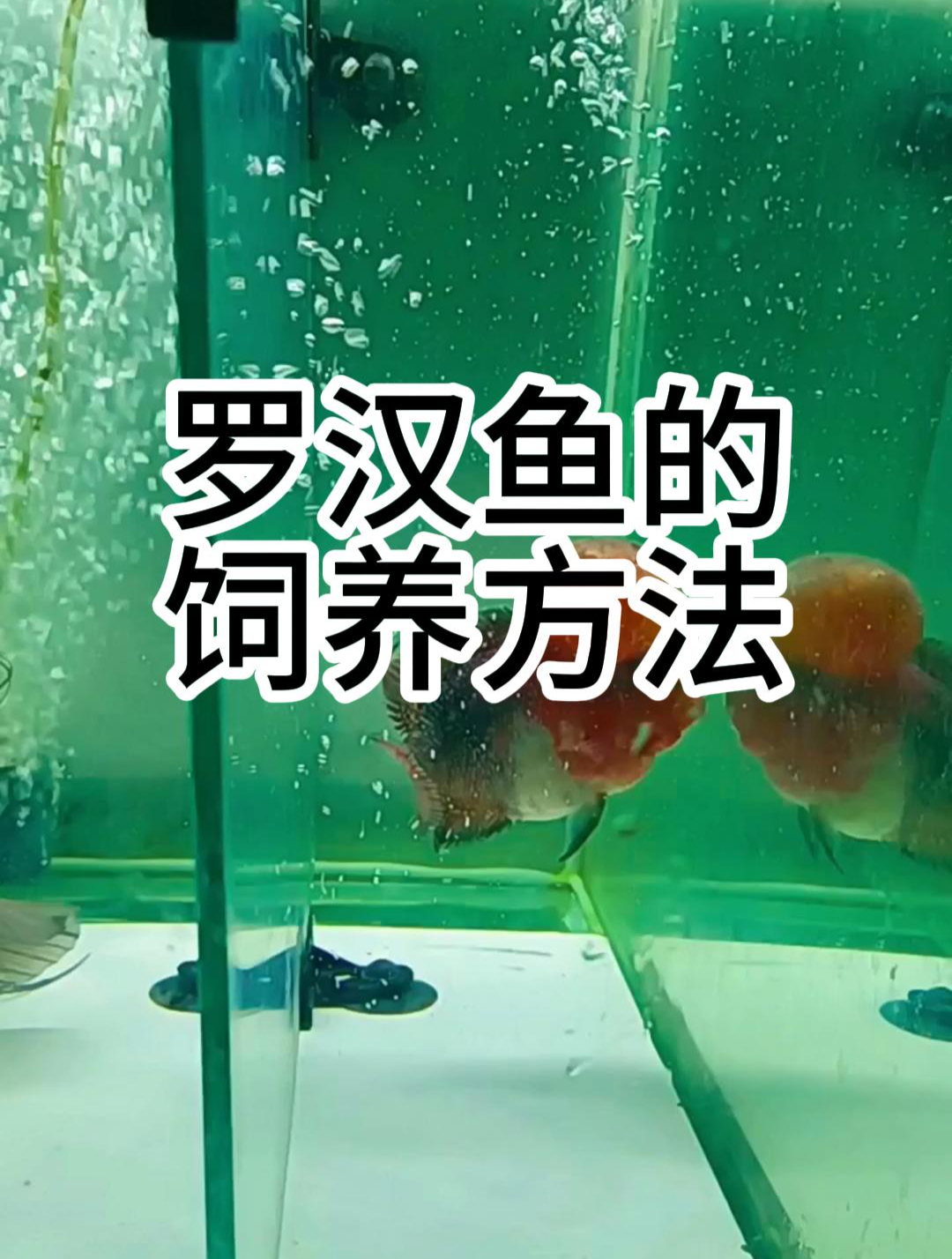 罗汉鱼的饲养方法