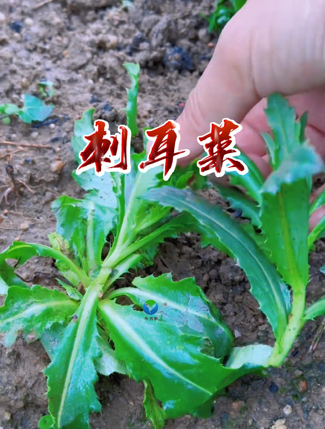 刺儿菜也叫小蓟,嫩的小蓟是野菜中的上上佳品