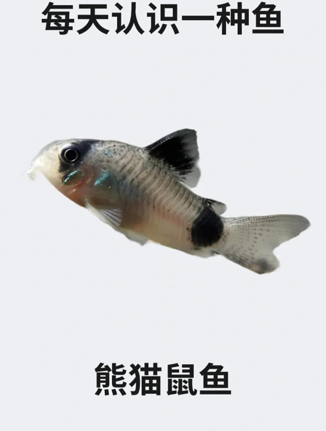 每天认识一种鱼之熊猫鼠鱼