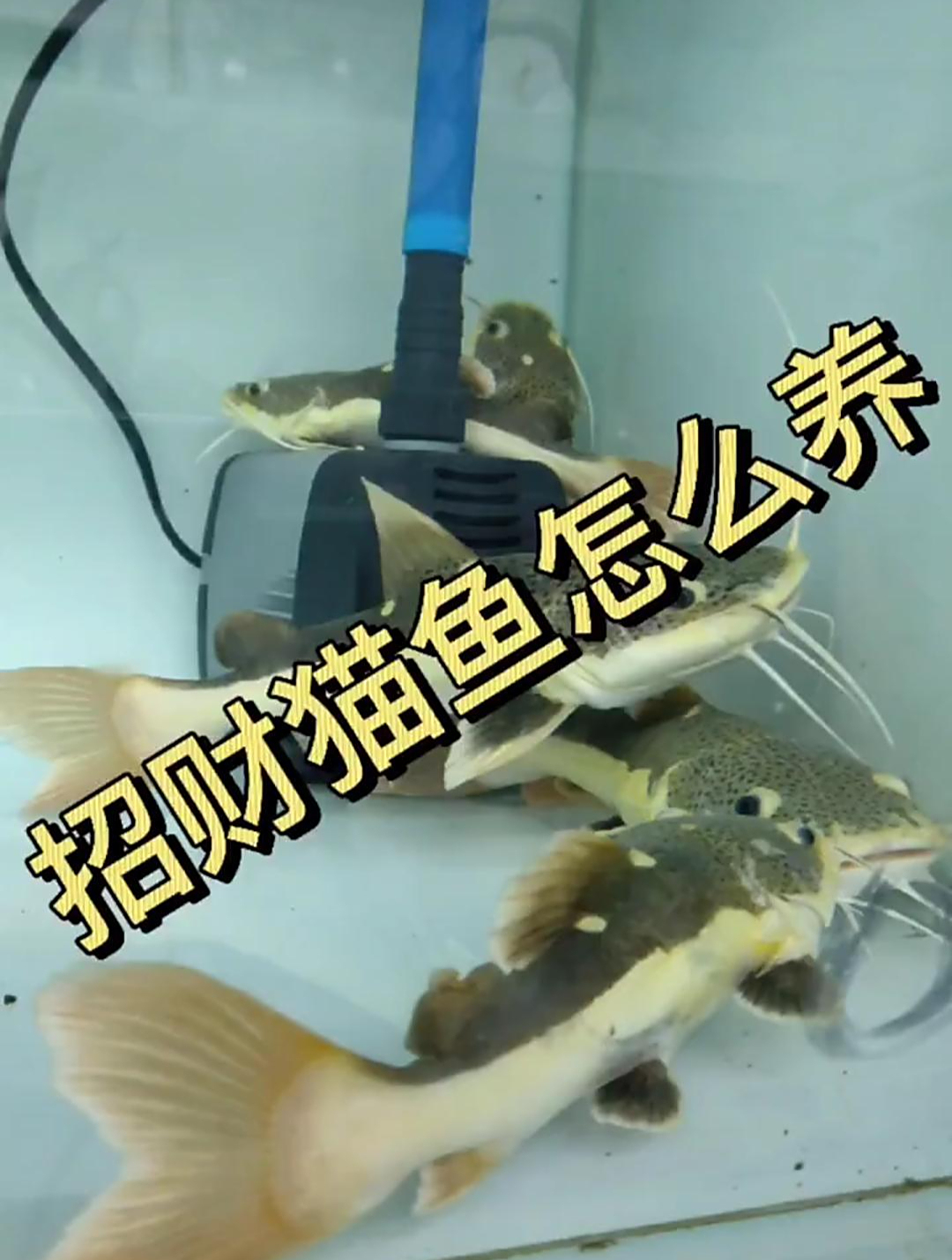 招财猫鱼的饲养方法