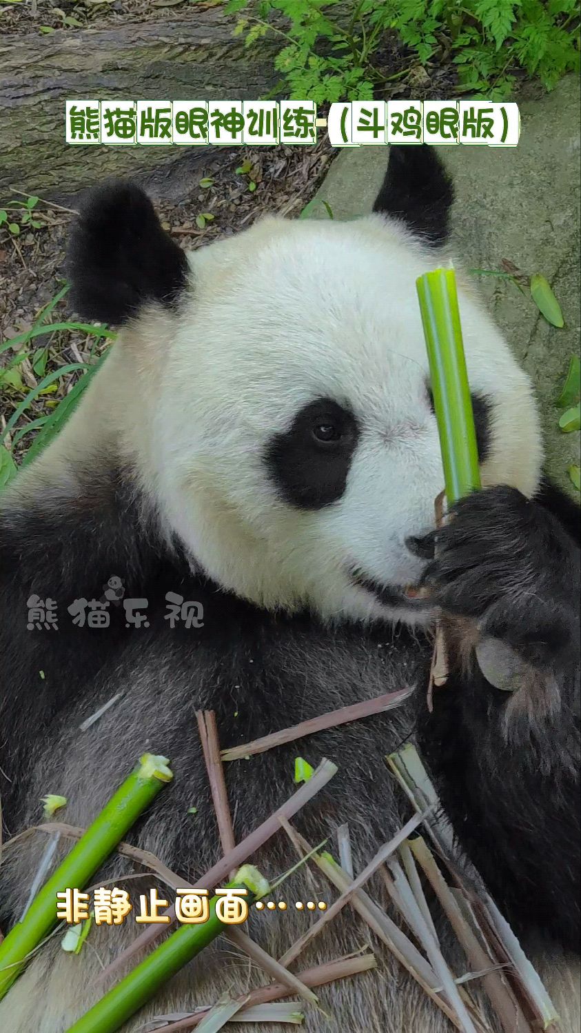 【大熊猫和和】非静止画面,和老板的眼神训练,斗鸡眼版