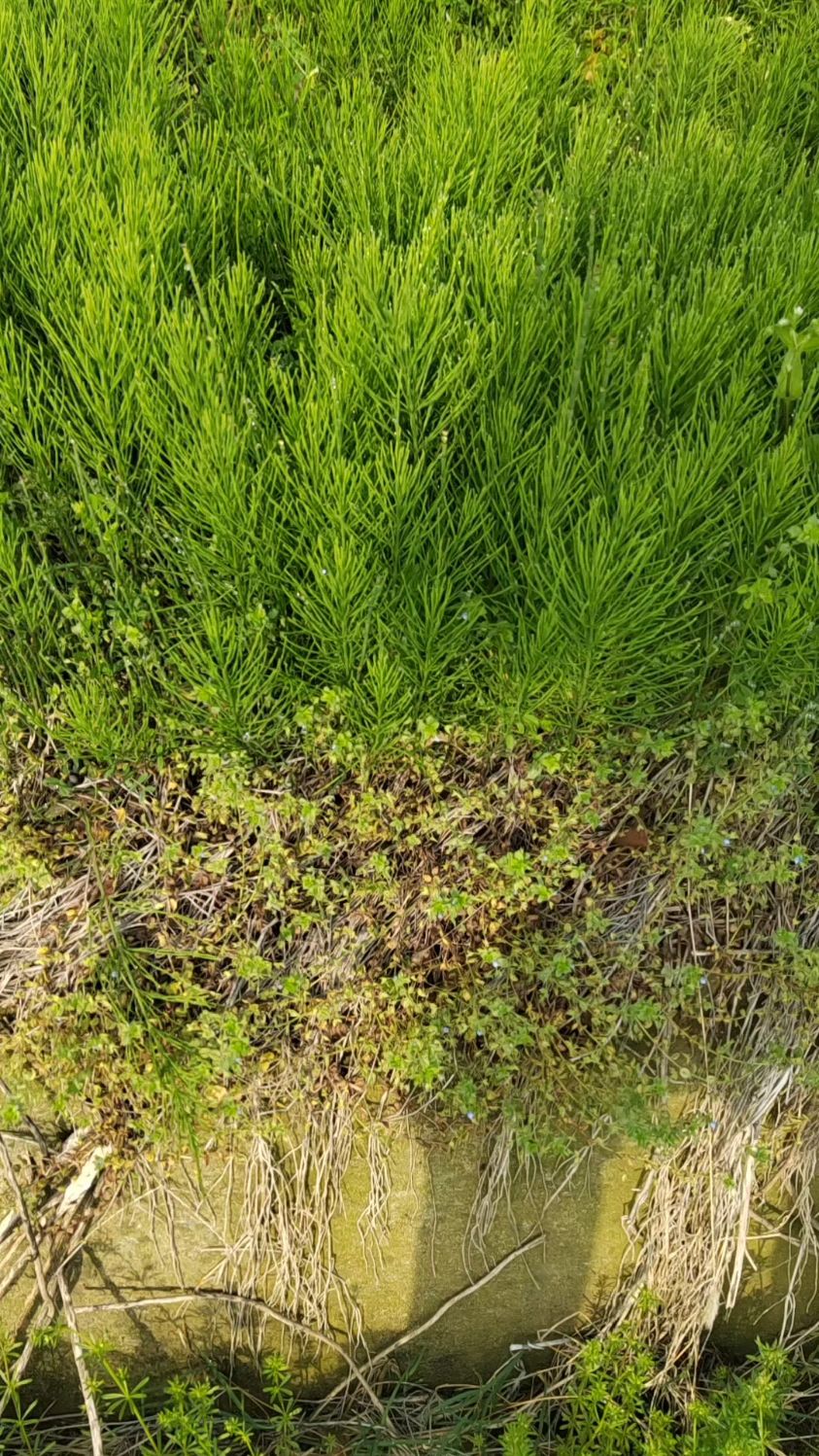 不起眼的节节草有较高药用价值