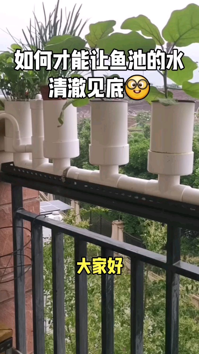 #鱼菜共生#养鱼#庭院生活 潮汐管道系统,让鱼池的水,清澈见底!